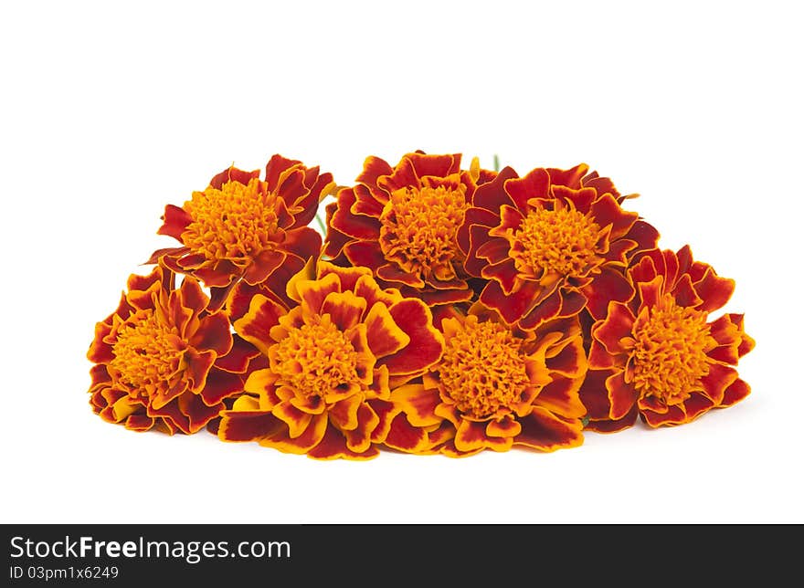 Marigold flower on a white background