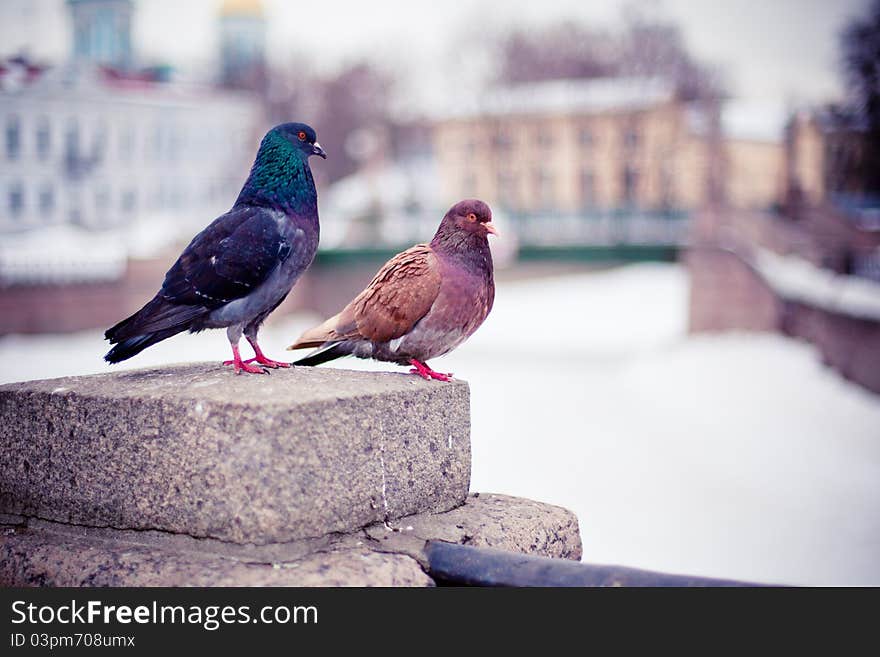 A couple of pigeons sitting on stone parapet