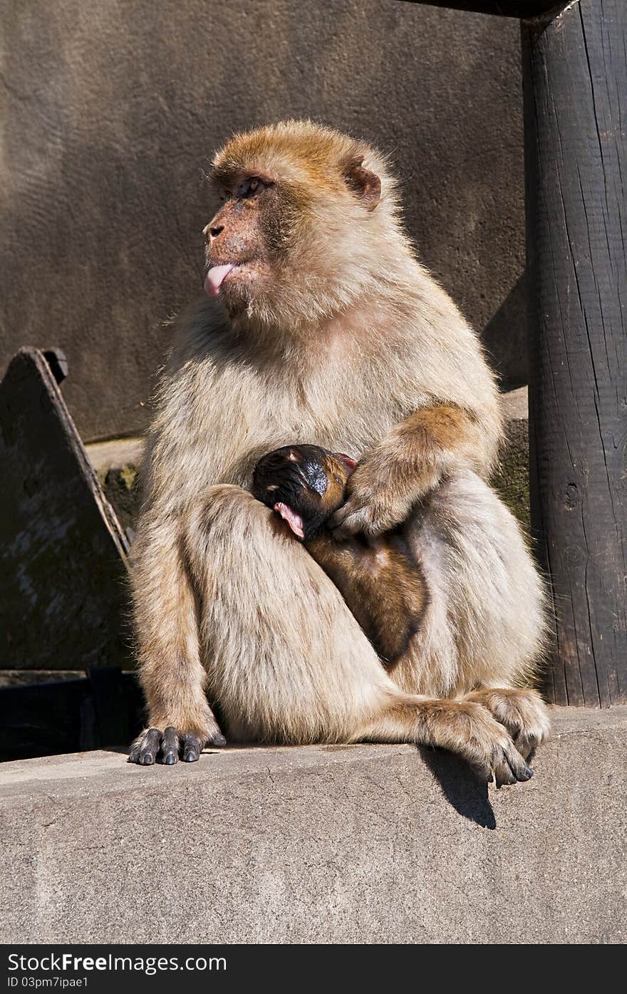 Barbary Macaque nursing baby while taking tounge out