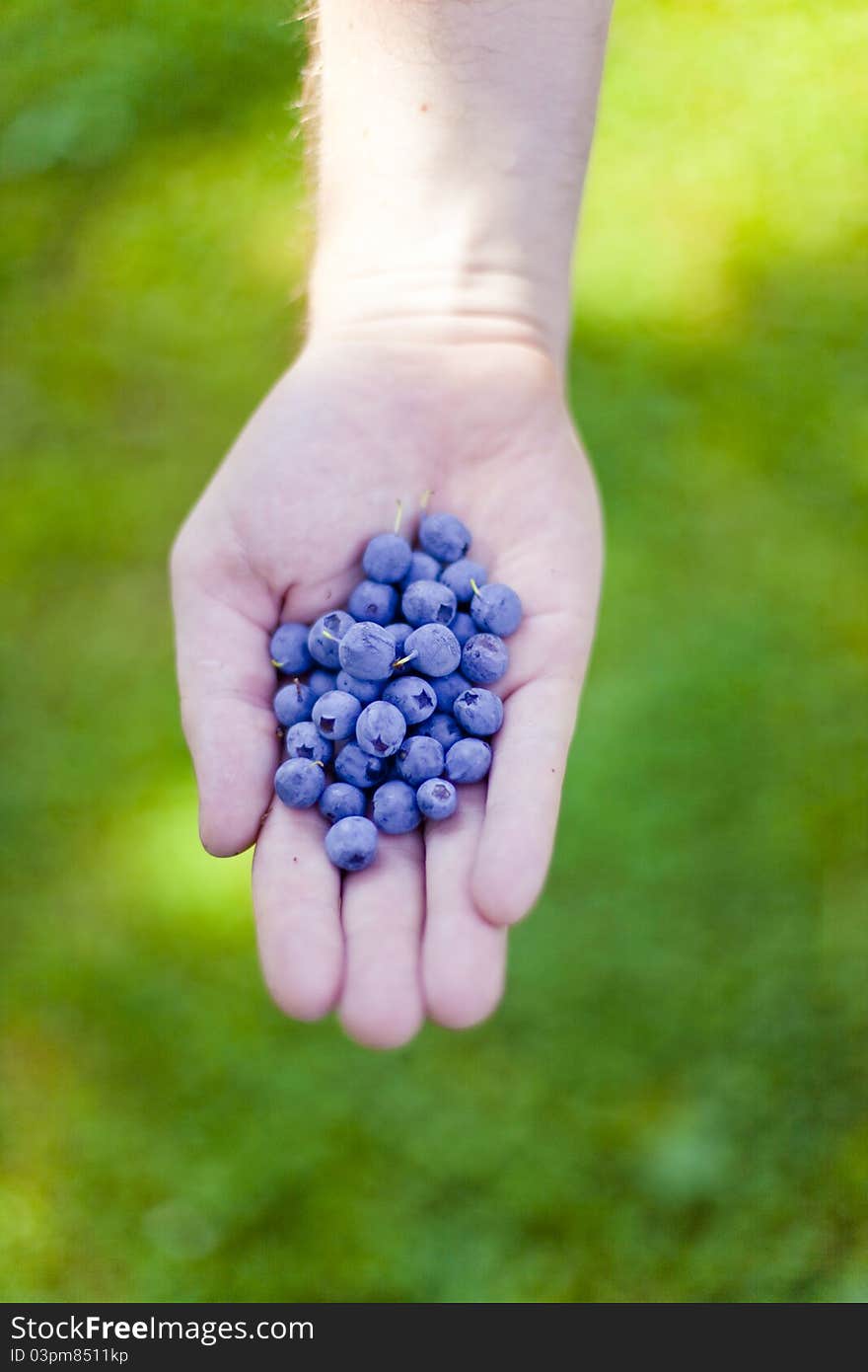 Fresh harvested bilberry in human's hand. Fresh harvested bilberry in human's hand