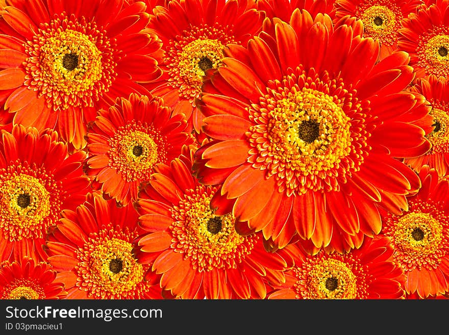 Red chrysanthemum flower