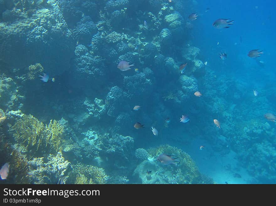 Many Fish Egypt