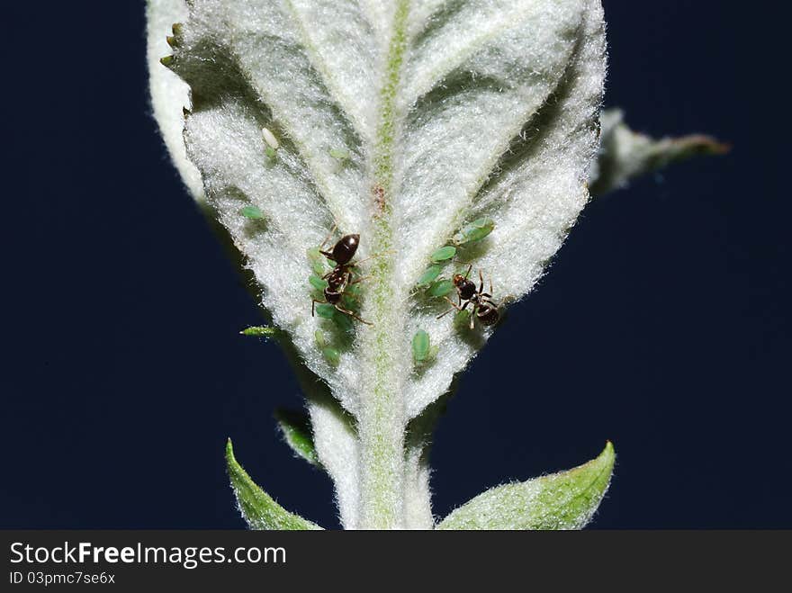 Aphids and ants on a green leaf