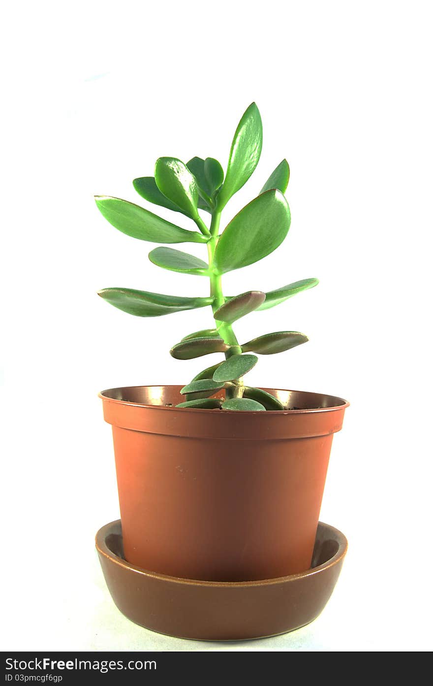 Money Tree - symbol of success