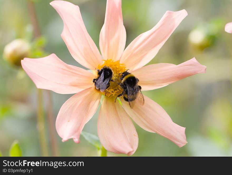 Two bomblebees siting on a pink flower. Two bomblebees siting on a pink flower