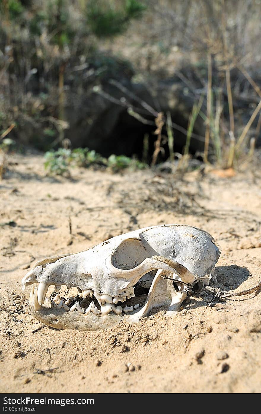 The skull in the desert. The skull of a predatory animal. Fox skull in the sand.