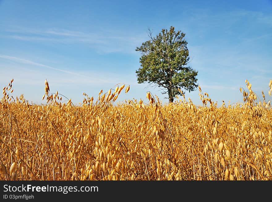 Barley field