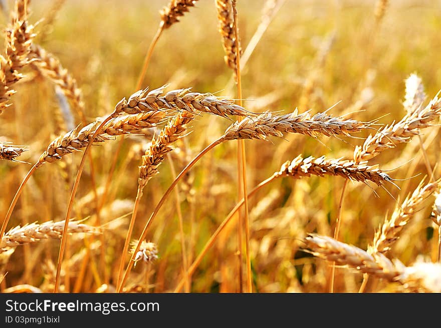 Wheat closeup. Spikes golden rye.