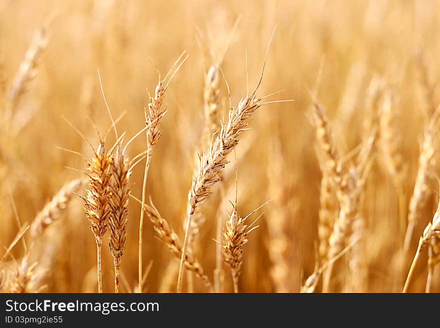 Wheat Crop