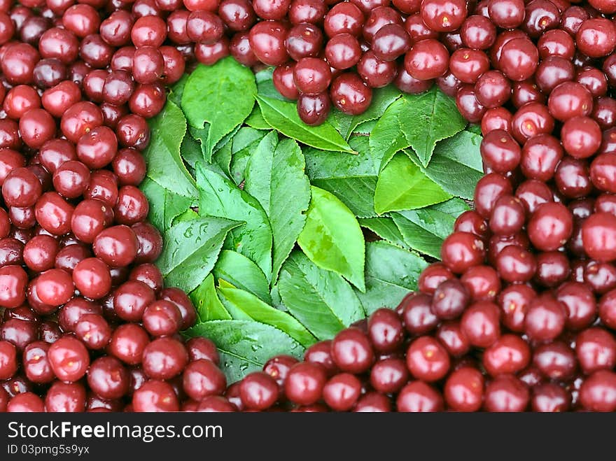 The heart of the green leaves. Green leaves on a background of red ripe berries cherries. The heart of the green leaves. Green leaves on a background of red ripe berries cherries.