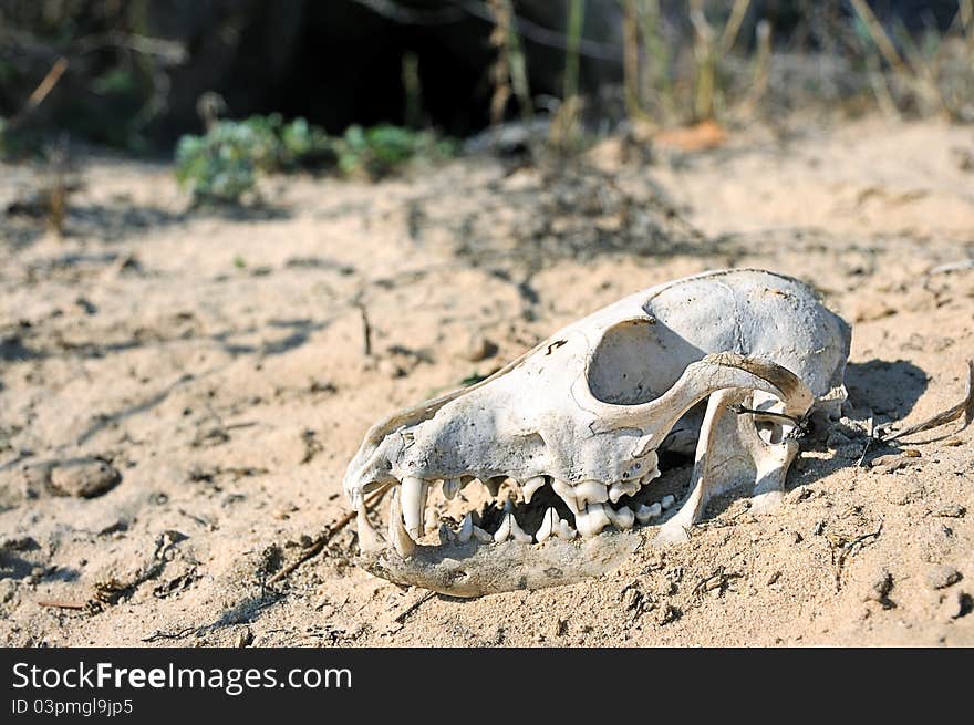 The skull in the desert. The skull of a predatory animal. Fox skull in the sand.