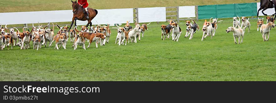 Beagle Hunting Hounds.