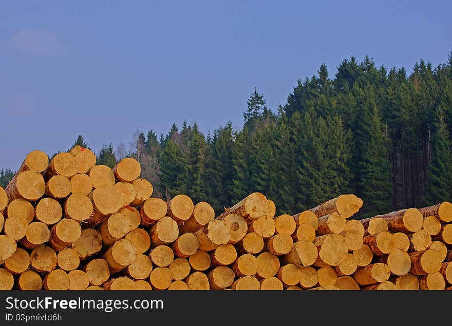 Peeled logs after treatment in a sawmil. Peeled logs after treatment in a sawmil