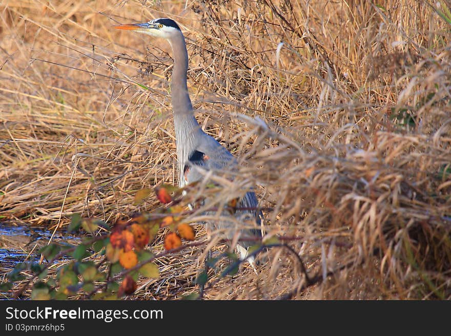 Great Blue Heron Hideout