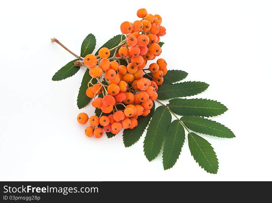 Ashberry bunch with leaves isolated on white background. Ashberry bunch with leaves isolated on white background