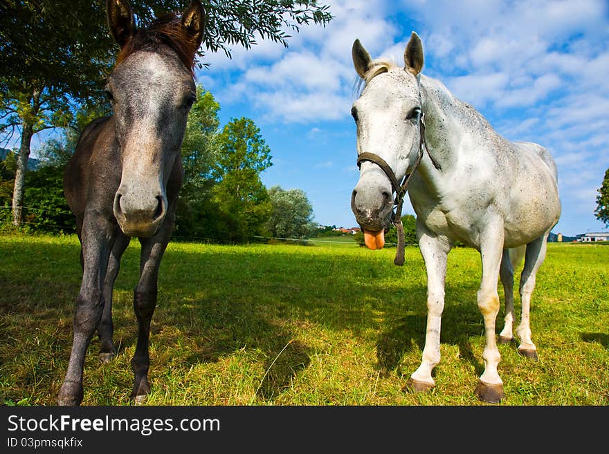 Horse in a field, Sajevec, Ribnica, Slovenia. Horse in a field, Sajevec, Ribnica, Slovenia