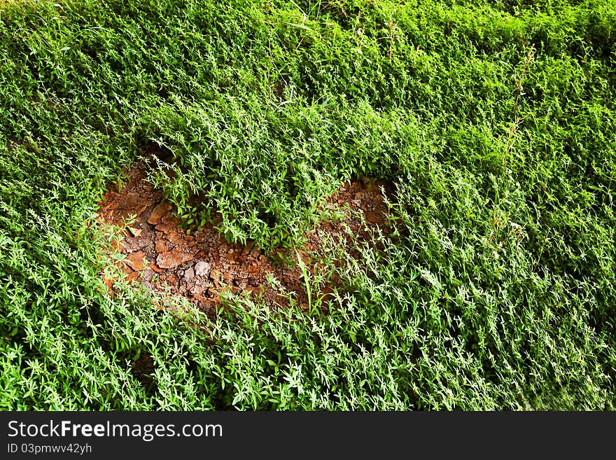 Shape of heart from tree plant