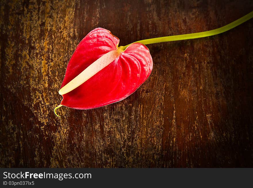 Red Flamingo Flower