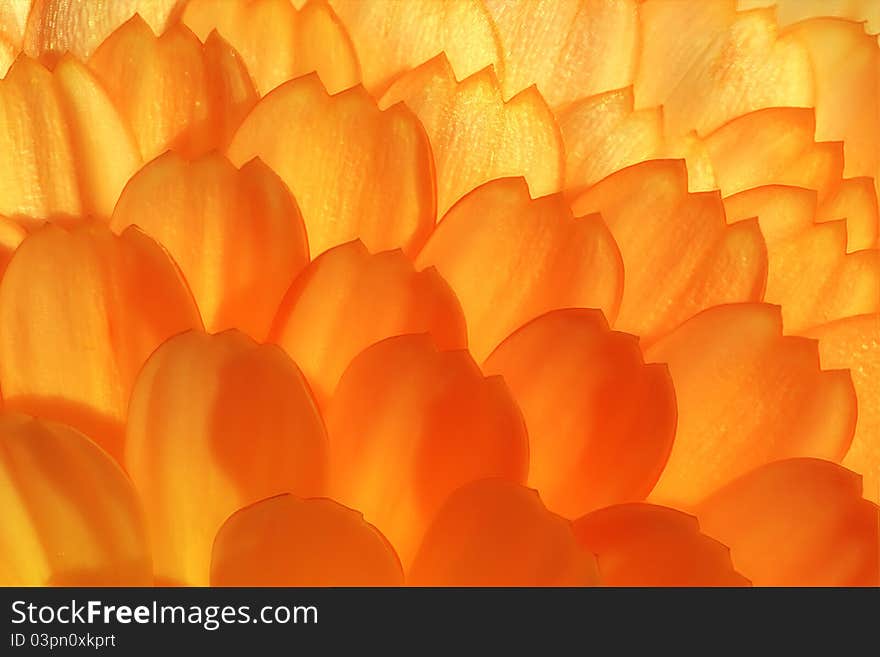 Wild yelow-orange flower extra macro view