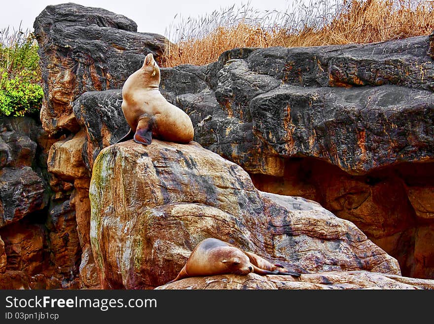 Sea Lion on Rock