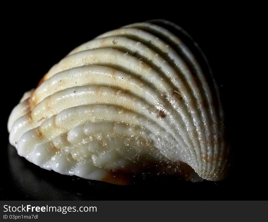 Beautiful shell structure, longitudinal curved fold in dark, nice shadows, macro. Beautiful shell structure, longitudinal curved fold in dark, nice shadows, macro