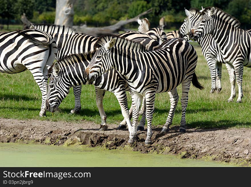 Group of zebras