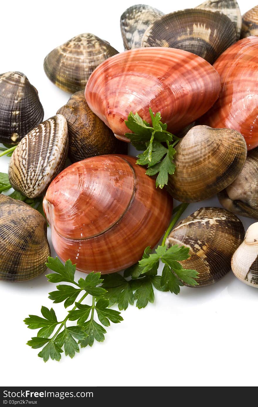 Clams isolated on a white background. Clams isolated on a white background