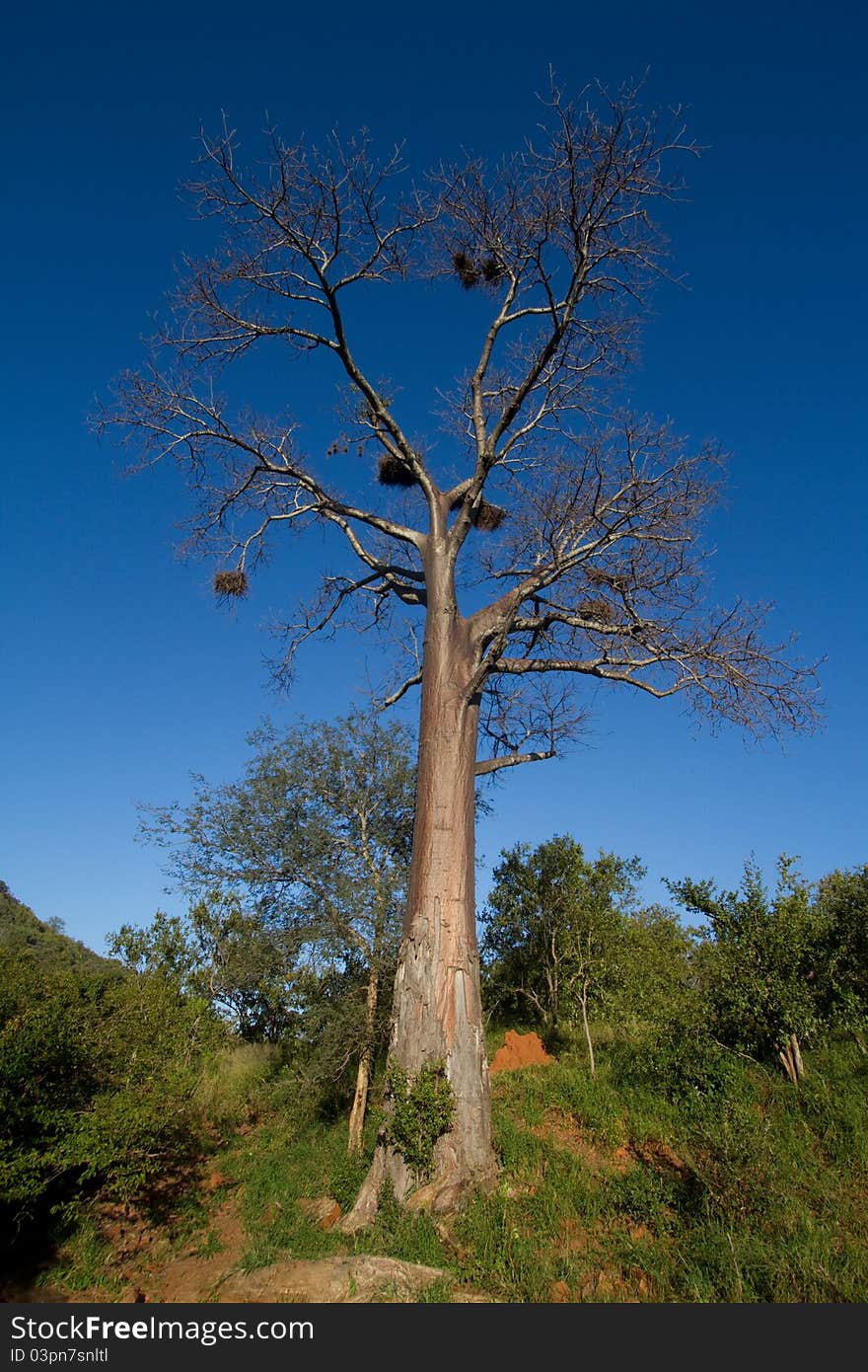 A tall baobab tree with bright blue sky in the background