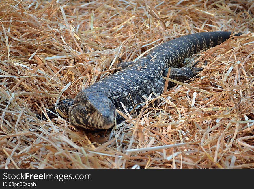 African Savannah Monitor