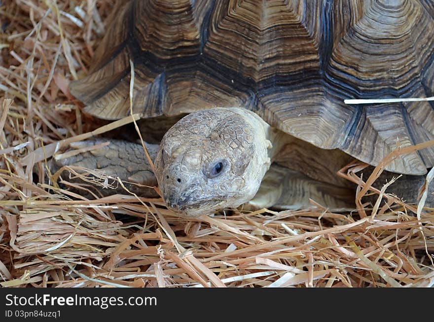 Close-up of a large desert tortoise