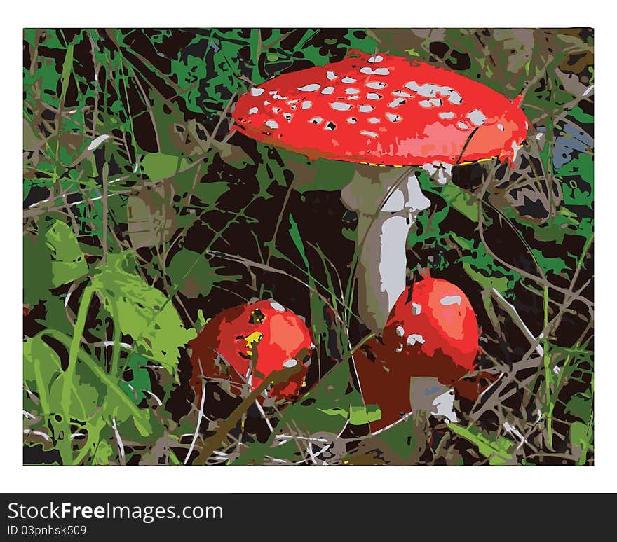 Amanita