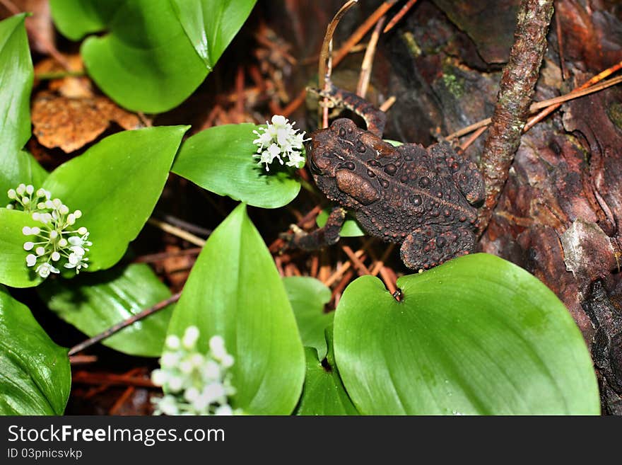 Toad resting on forest floor