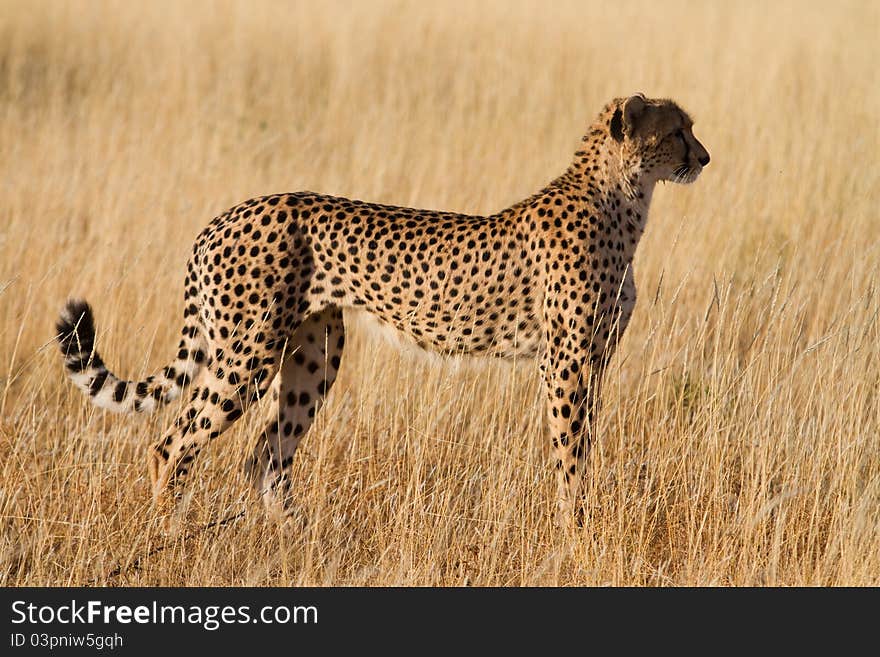 A cheetah female in golden light. A cheetah female in golden light