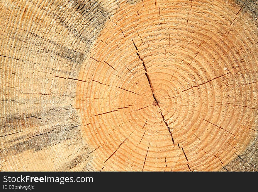 Cut tree pattern - close up. Cut tree pattern - close up