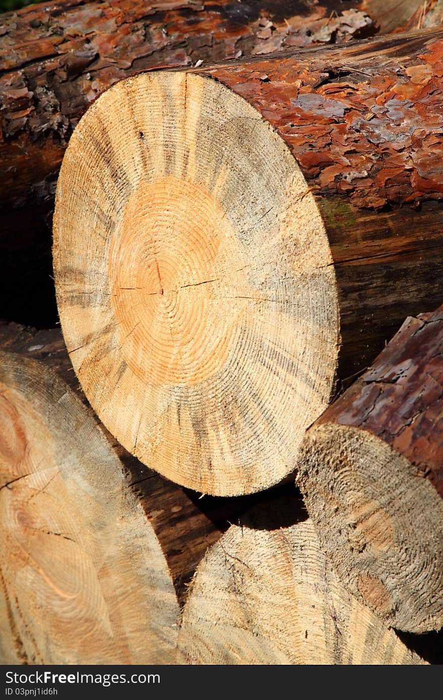 Cut tree trunk pattern - close up. Cut tree trunk pattern - close up