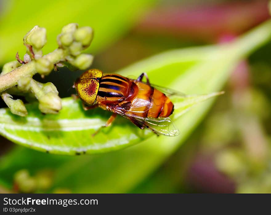 This is a buzzing insect. it is shining and beautiful. it helps to pollinate flowers too. it is a native tropical fly. two large yellow-compound eyes are also seen clearly. the thorax has a few longitudinal yellow and black stripes. yet this particular insect is quite hairy and active. This is a buzzing insect. it is shining and beautiful. it helps to pollinate flowers too. it is a native tropical fly. two large yellow-compound eyes are also seen clearly. the thorax has a few longitudinal yellow and black stripes. yet this particular insect is quite hairy and active.