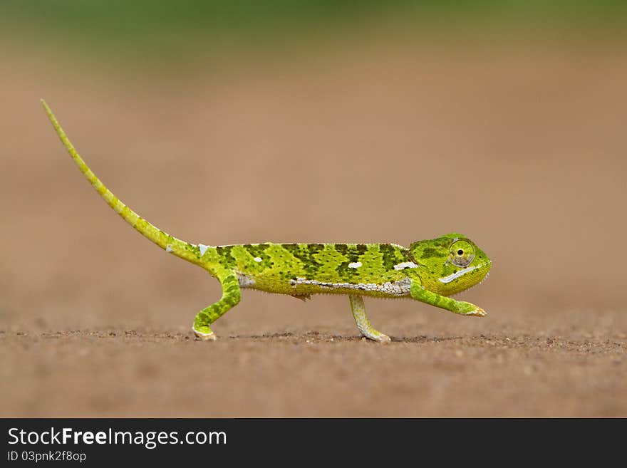 A small green chameleon crossing the road