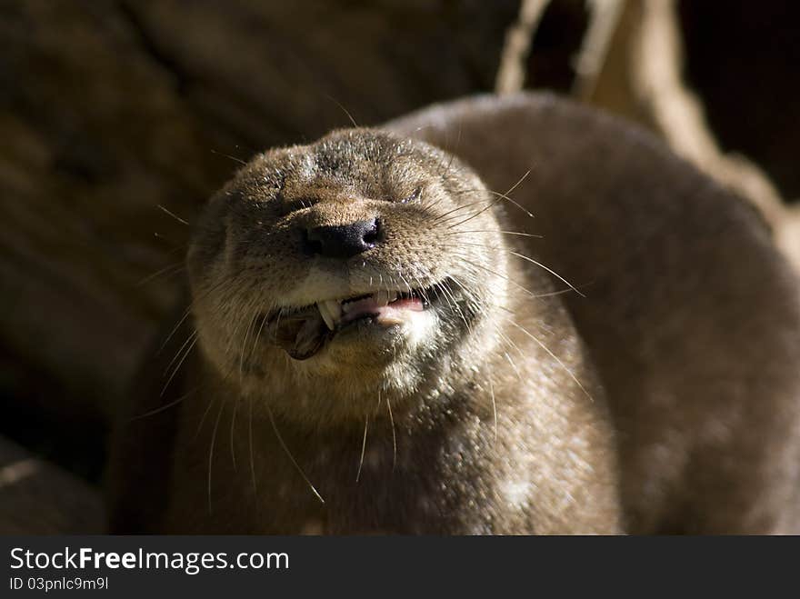 Otter