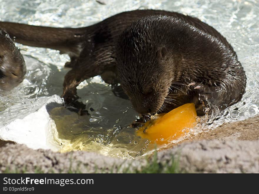 Spotted Neck Otter