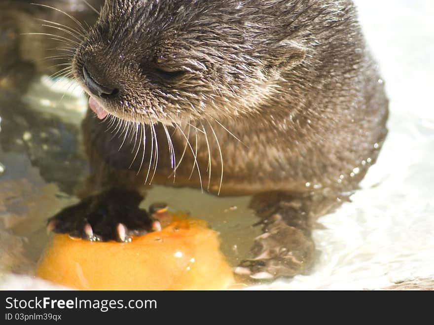 Spotted Neck Otter