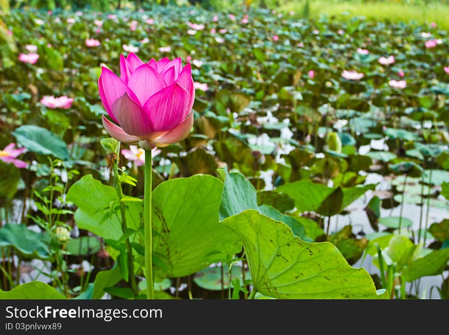 Pink lotus in the pond