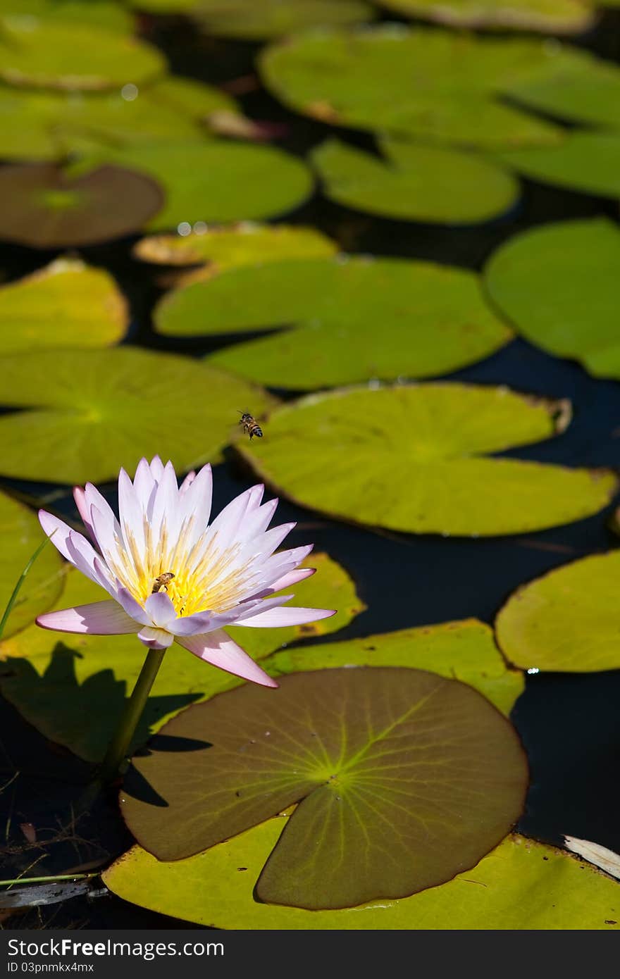 A water lily and lily pads on a pond