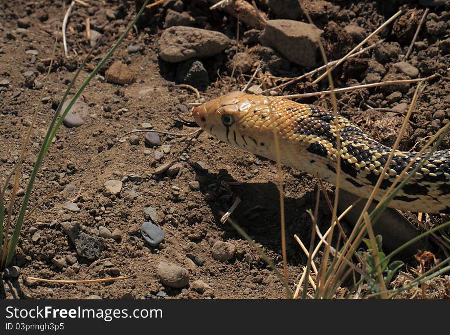 Snake stalking prey.