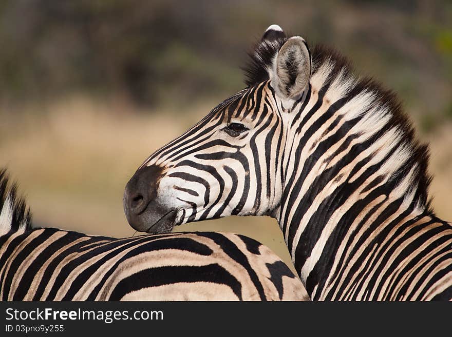 A closeup of a zebra'a head in beautiful golden sunlight. A closeup of a zebra'a head in beautiful golden sunlight