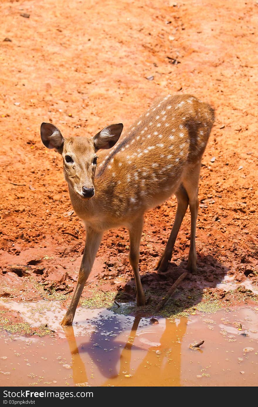 Fallow deer watching close up