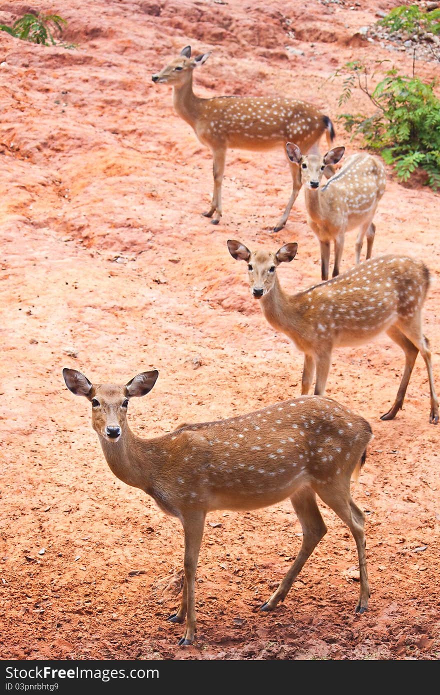 Group of Fallow deer  close up