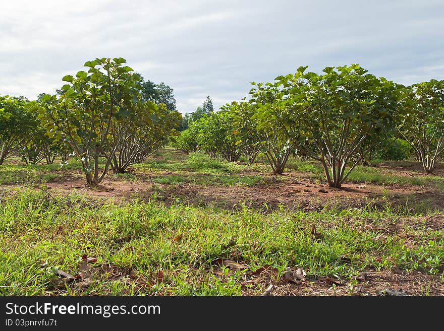 Jatropha plant