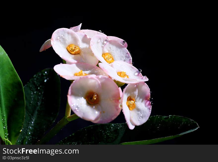 Macro of pink euphorbia milii flower