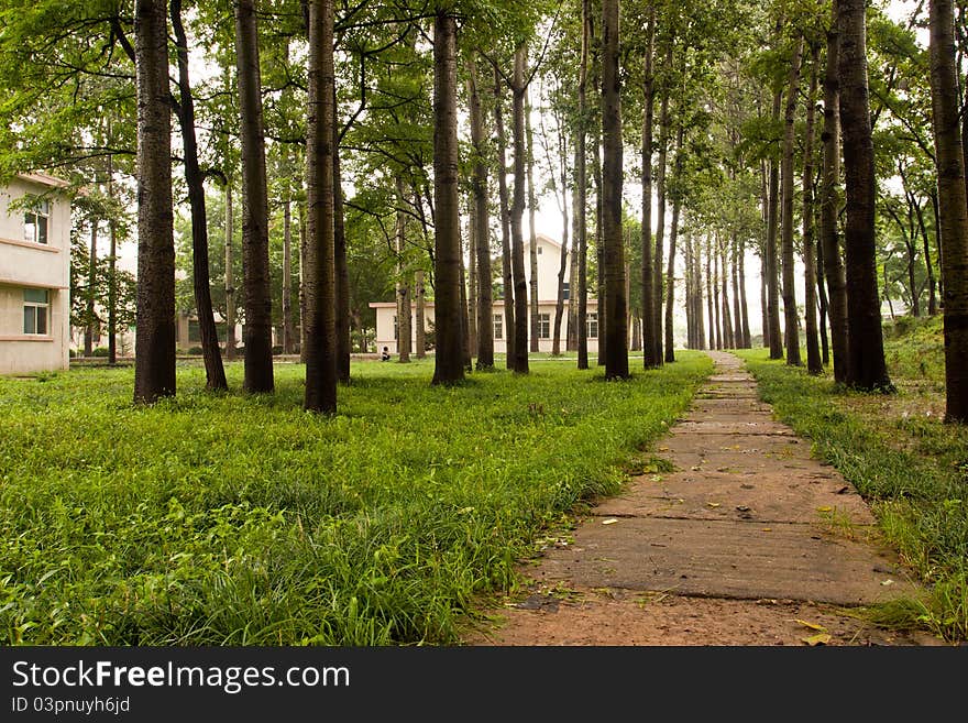 Beautiful quiet forest after a rain