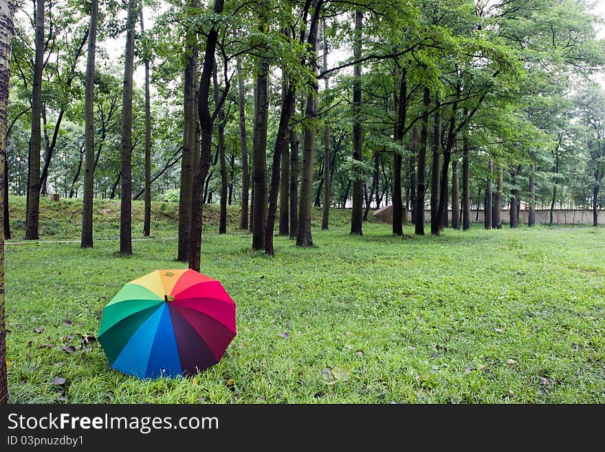 Colorful umbrella and trees after a rain